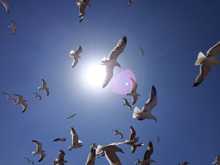 Seagulls circling high overhead with the sun behind them.