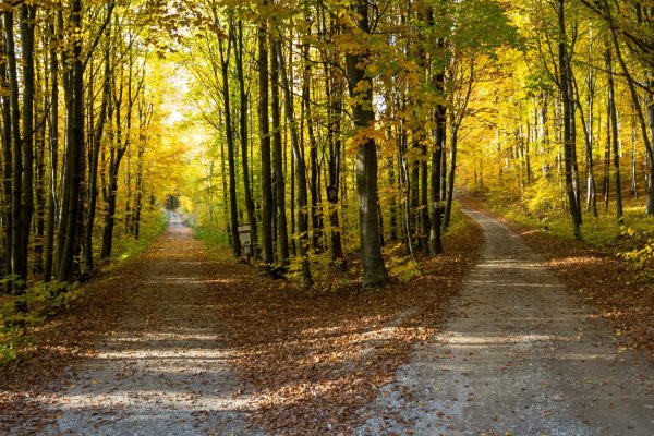 From Crisis to Calling: Psychosynthesis Therapy for Meaningful Life Transitions