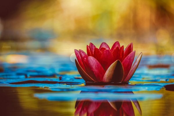Spiritual Bypassing Therapy for Buddhists & Practitioners