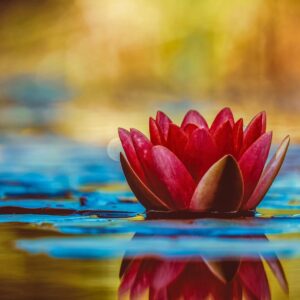 Spiritual Bypassing Therapy for Buddhists & Practitioners
