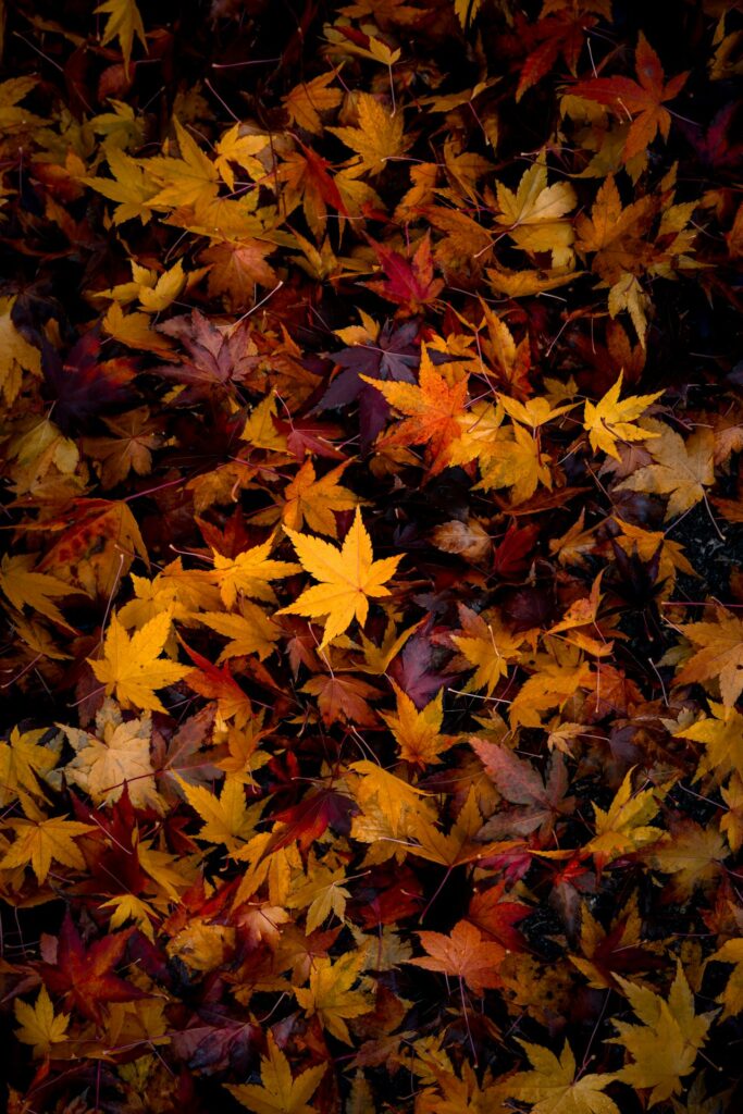 A carpet of fallen maple leaves in yellow, orange and deep red on dark ground.