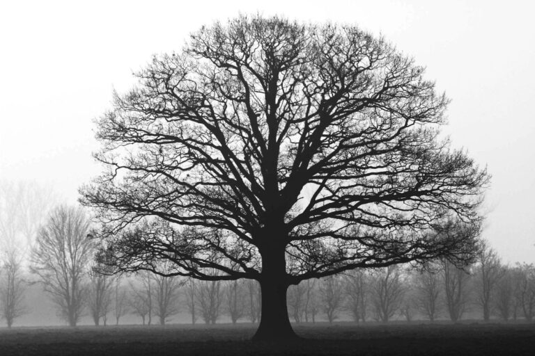 A large tree in a park, photographed in black and white