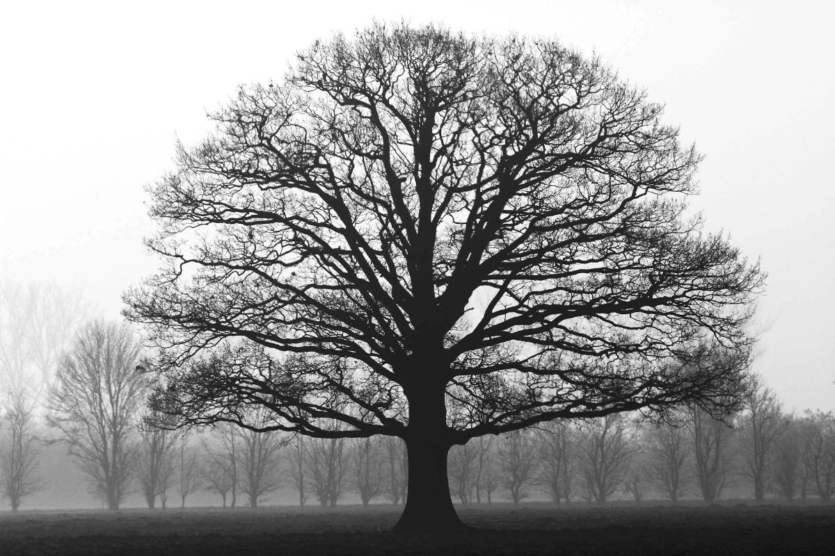 Spiritual Bypassing: When Practice Becomes a Place to Hide Alex Golding Therapy A large bare tree in a park, photographed in black and white, its branches reaching up and its roots spreading into the ground.