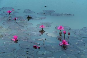 Several pink water lilies open across a pond among floating leaves.