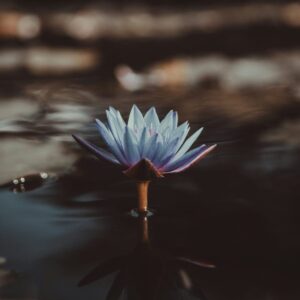 Buddhist Therapy London: Mindfulness Counselling & the Spiritual Approach
