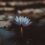 Buddhist Therapy London: Mindfulness Counselling & the Spiritual Approach