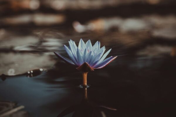 Buddhist Therapy London: Mindfulness Counselling & the Spiritual Approach