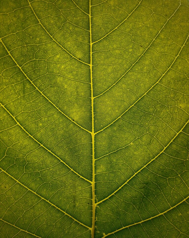 Spiritual Bypassing: When Practice Becomes a Place to Hide Alex Golding Therapy Close-up of a single green leaf, its veins running out from the central stem.