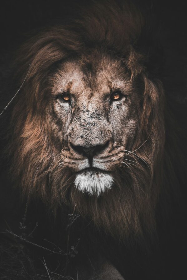 Therapy for Creatives & Artists in London Alex Golding Therapy A lion photographed head-on against a dark background, its face weathered and scarred.