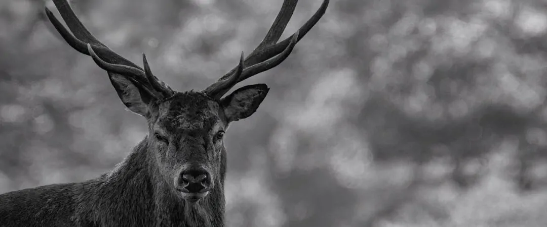 Black and white photograph of a stag facing the camera in soft light.