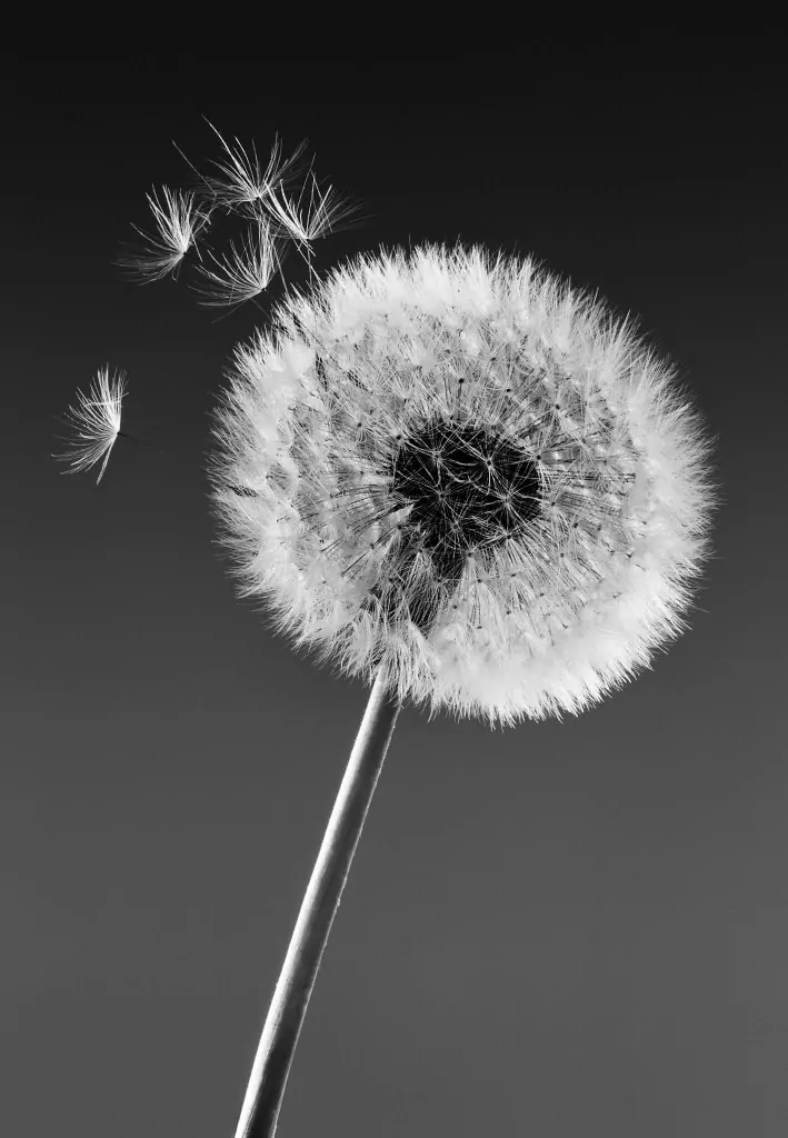 Conscious Kindness: A Compassionate Response to the Harsh Inner Critic Alex Golding Therapy A dandelion seed head against a plain dark background, a few seeds beginning to lift away.