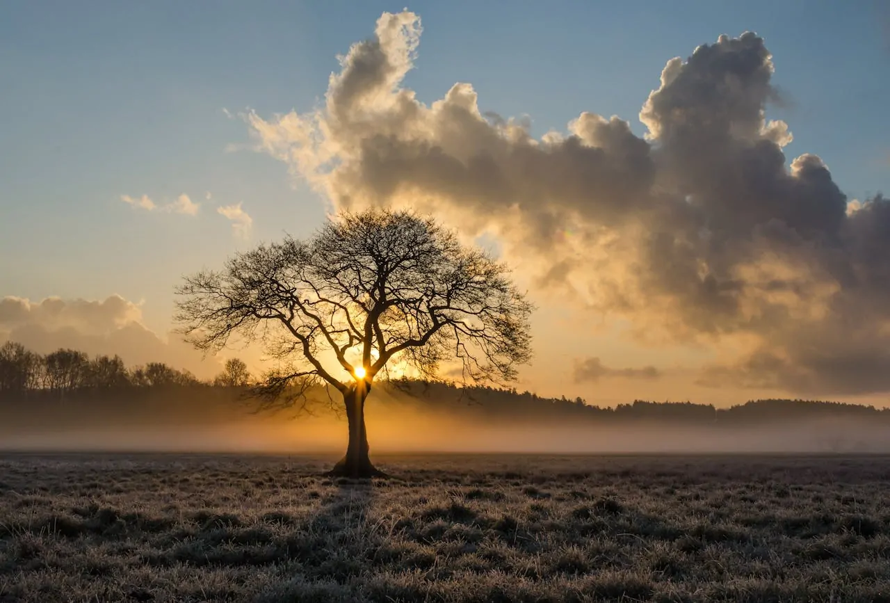Healing the Primal Wound Alex Golding Therapy A single bare tree standing in an open field, lit from behind by a low orange sun.