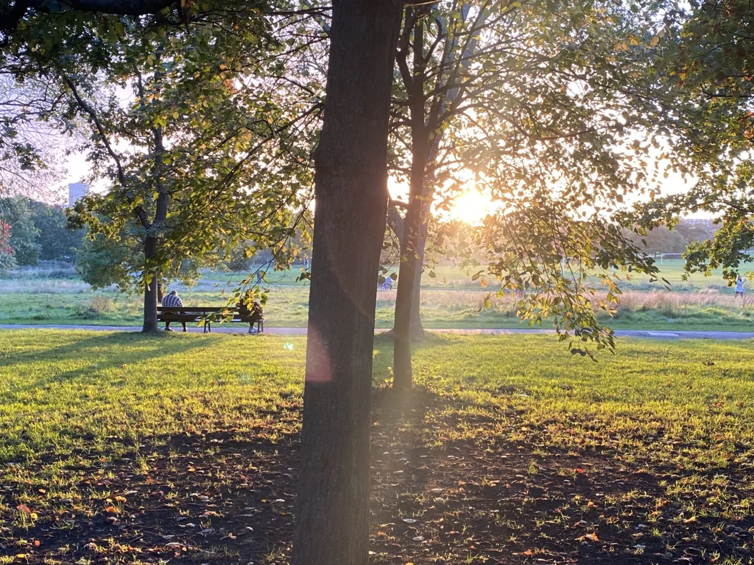 What begins to change - Alex Golding Therapy Warm low sunlight coming through the trees across an open park.