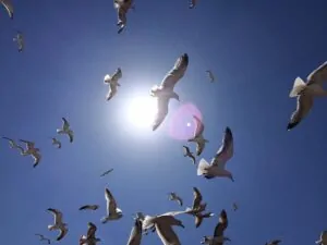 Seagulls circling high overhead with the sun behind them.