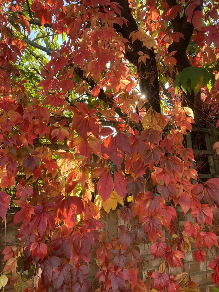 Red and orange Virginia creeper turning colour across an old brick wall.