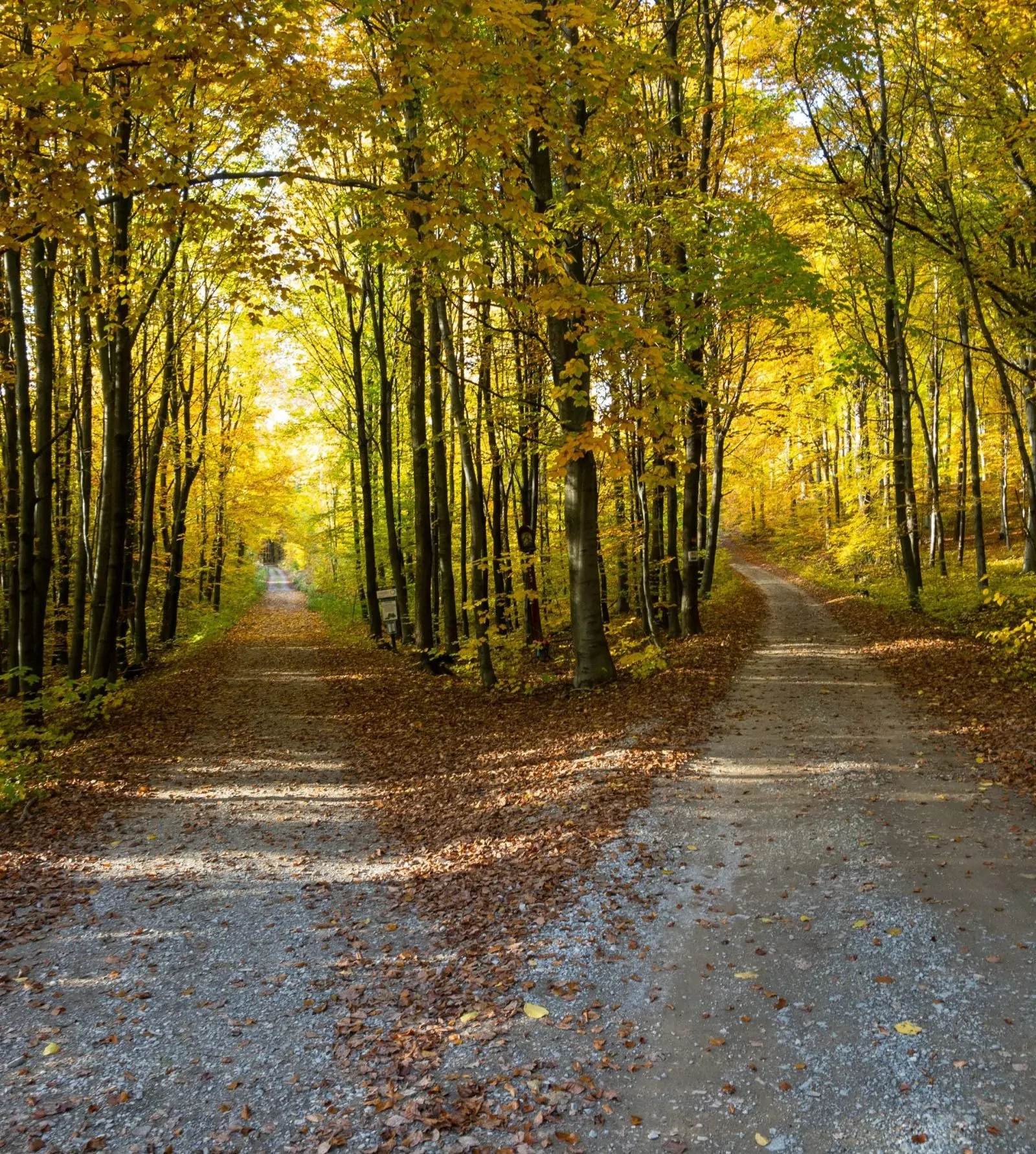From Crisis to Calling: Psychosynthesis Therapy for Meaningful Life Transitions Alex Golding Therapy A straight path running away through woodland, the leaves turned gold.