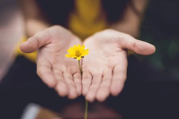 The Art of Self-Forgiveness Alex Golding Therapy Two cupped hands holding a single small yellow flower.