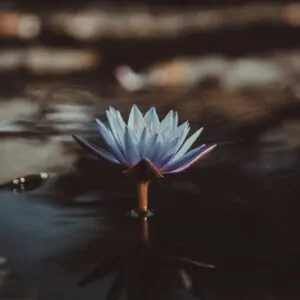 Buddhist Therapy London: Mindfulness Counselling & the Spiritual Approach