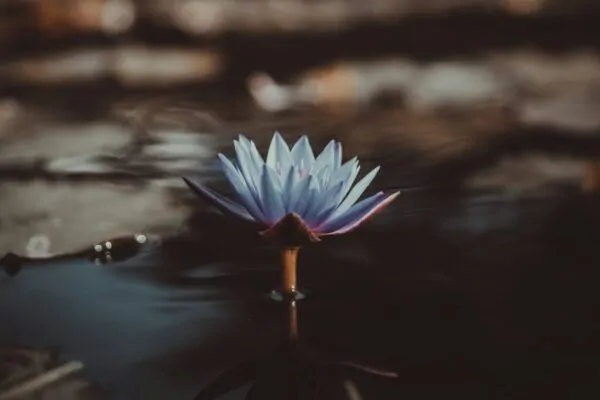 Buddhist Therapy London: Mindfulness Counselling & the Spiritual Approach