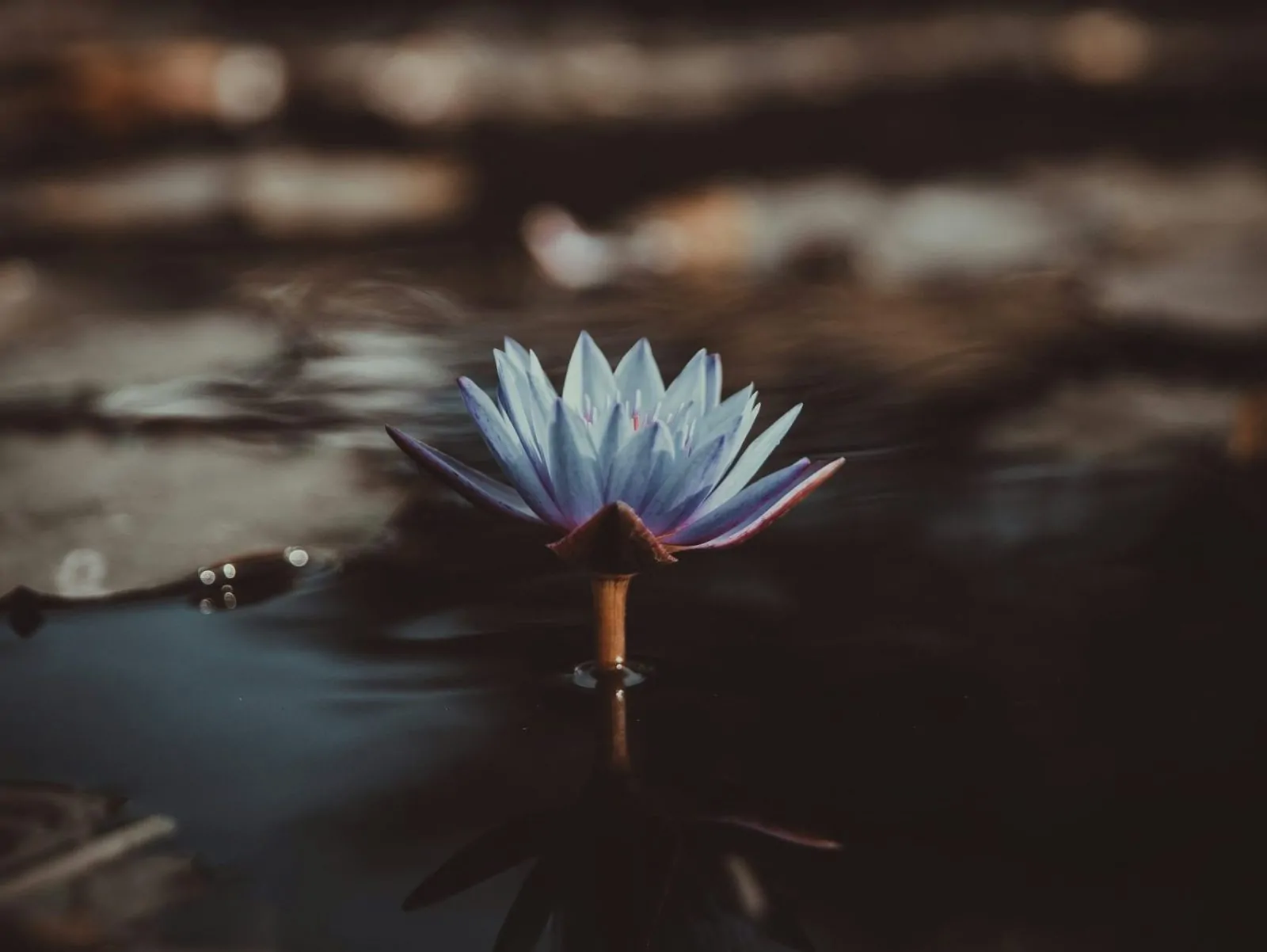 Buddhist Therapy London: Mindfulness Counselling & the Spiritual Approach Alex Golding Therapy A single blue water lily open on still, dark water.